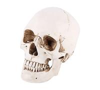 Oumefar 1 Crâne en Résine, 16 X 16 X 12 Cm, Modèle de Tête Humaine, Dessin Grandeur Nature pour la Décoration de la Maison, Statue d'halloween, Modèle de Crâne pour Bibliothèque et