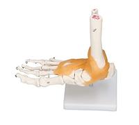 Oumefar Modèle de Pied Humain, Squelette Anatomique Précis, Taille Réelle, pour étudiants en Anatomie et Référence Artistique, Modèle de Pied Flexible pour L'apprentissage, Matériau PVC