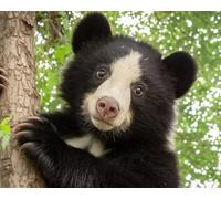 Ours Mignon 5D DIY Diamond Painting Kit Complet pour Adultes et Enfants, 60x80cm, Broderie Diamant Plein Rond, Strass Point de Croix pour, Art Artisanat Décoration Murale Maison, Cadeau Originale E901