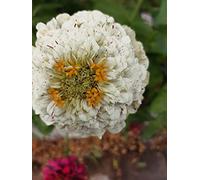 Ours polaire blanc Zinnia géant 5" Fleurs doubles Dahlia 40 + graines de coupe Bouquet