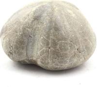 Oursin de mer fossile, Toxaster Amplus 129,40 carats