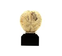 Oursin Fossile Toxaster. 147.7 Ct. Echevis, Vercors, Drome, France..