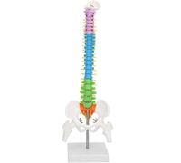 Outil compatible avec Modèle de colonne vertébrale ultra flexible, squelette anatomique humain, modèle de colonne vertébrale avec bassin et fémur, taille réelle 45 cm