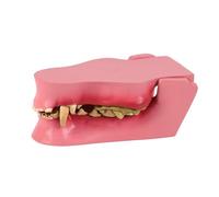 Outil d'anatomie des dents canines pour enseignants vétérinaires - Construction légère - Parfait pour l'enseignement mobile - Modèle d'incisives pour chiens