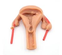 Outil d'apprentissage laparoscopique en silicone pour l'anatomie de | Pratique à la dissection, silicone souple réaliste, aide à l'apprentissage éducatif, entraînement des compétences