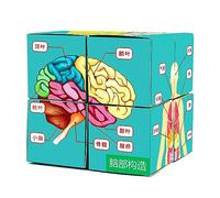 Outil de démonstration scientifique en salle de classe pour enfants, puzzle d'anatomie humaine, affichage des organes du corps humain, cube d'étude d'anatomie, pièces du corps outils pour enfants