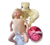 Outil de simulation d'accouchement : mini-bassin féminin, modèle de bébé avec fœtus, cordon ombilical et placenta. Simulateur de démonstration d'accouchement pour études médicales et enseignement.