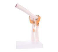 Outil D'étude Du Squelette, Modèle D'anatomie Des Articulations Du Coude Et Du Ligament, Taille Réelle