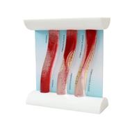 Outil pédagogique de modèle vasculaire éducatif avec formation de plaques visibles et simulation réaliste des systèmes circulatoires Démonstration réaliste du flux sanguin
