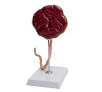 Outil pédagogique interactif en obstétrique comprenant un placenta et un cordon ombilical réalistes, un modèle de placenta de formation