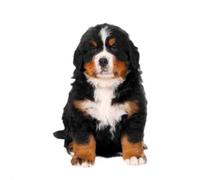 Outils d'apiculture, cercle chauffant en acier inoxydable for fondre le miel avec thermostat, chauffe-miel, for cuve de stockage du miel, fusion de la cire d'abeille, extracteur de miel cristallisé