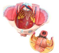 Outils de Modèle D'Enseignement Anatomie Réparation Post-Partum Modèle Osseux Modèle de Bassin Féminin Humain Bassin avec Muscle du Plancher Pelvien Modèle D'Anatomie Affichage