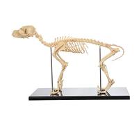 Outils de Modèle Pédagogique Modèle Osseux de Squelette Canin Modèle Anatomique Chiens Anatomie Animale Squelette de Chien Anatomique pour La Biologie Humaine Outil de Démonstration Vétérinaire Avan