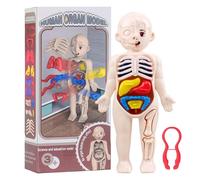 Outils D'étude D'anatomie De Modèle De Corps Humain,Jouet D'organe Parfait Réaliste,Outils D'étude De Physiologie Pour Des Enfants,Filles Et Garçons - Type White