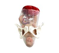 Outils pédagogiques Modèle combiné d'accouchement fœtal Formation Simulateur d'accouchement Outil de simulation dynamique Mannequin de maternité d'accouchement for démonstration Enseignement médical