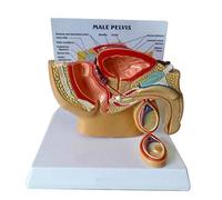 Outils pédagogiques, modèle sagittal du Bassin Masculin 1/2, modèle d'anatomie du système reproducteur de la Prostate Masculine