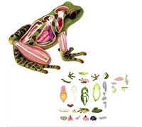Outils Pédagogiques Puzzle 4D D'Anatomie Animale Modèle de Grenouille 31 Pièces Amovibles Montage Et Démontage Unisexe à Partir de 8 Ans