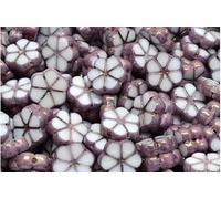Outlet 10 Grams Table Cut Garland Flower Beads, Opal White 83529 Bronze (01000-83529-14415), Glass, Czech Republic (10 x 10 mm)