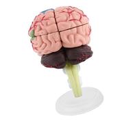 OVAQUIXI Modèle Anatomique du Cerveau, Pièces D'assemblage, Base | Construction en Plastique, Formation Médicale, Utilisation en Classe, étude de Neurologie, éducation , Aide Anatomique