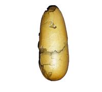 Oviraptor Œuf de dinosaure réaliste en fonte