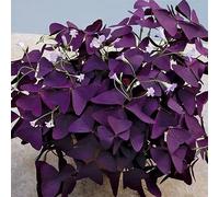 Oxalis triangularis pianta,Lo Stile Unico Piantato Nel Cortile Si Sente Bene,Fiori caldi-1,7Bulbis
