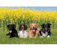 OZLHSP 1000 Pieces Puzzle Enfant garçon Animaux Retriever Spaniel Border Collie 75x50cm