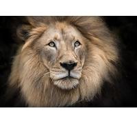 OZLHSP 1000 Pieces Puzzle Fille Lions Animaux 75x50cm