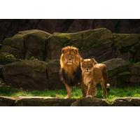 OZLHSP 1000 Pieces Puzzle Lions Animaux 75x50cm