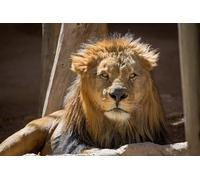 OZLHSP 1500 Pieces Puzzle Enfant Fille Lions Grands félins Animaux 87x57cm