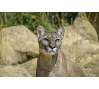 OZLHSP 1500 Pieces Puzzle Enfant Fille Puma Grands félins Animal 87x57cm