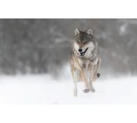 OZLHSP 1500 Pieces Puzzle Enfant garçon Animaux Loups 87x57cm