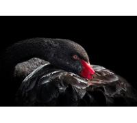 OZLHSP 1500 Pieces Puzzle Enfant garçon Cygnes Animaux 87x57cm