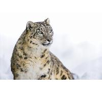 OZLHSP 1500 Pieces Puzzle Grands félins Animaux 87x57cm