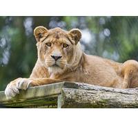 OZLHSP 500 Pieces Puzzle Cadeau Lions Animaux 52x38cm