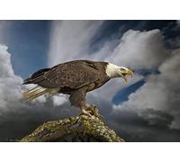 OZLHSP 500 Pieces Puzzle Cadeau Pygargue à tête Blanche Aigles Faucons Animaux 52x38cm