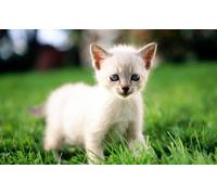 OZLHSP 500 Pieces Puzzle Enfant Fille Chatons Animaux 52x38cm