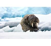 OZLHSP 500 Pieces Puzzle Enfant Fille Phoques Odobenidae Animaux de Glace 52x38cm