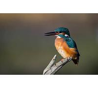 OZLHSP 500 Pieces Puzzle Enfant garçon Martin-pêcheur d'europe Animaux 52x38cm