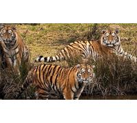 OZLHSP 500 Pieces Puzzle Enfant garçon Tigres Grands félins Animaux de Meute 52x38cm