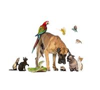 OZLHSP 500 Pieces Puzzle Fille Ratons laveurs Boxeurs Serpents Hamsters Perroquets 52x38cm