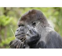 OZLHSP 500 Pieces Puzzle Singes Doigts Animaux 52x38cm