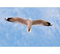 OZLHSP Adulte Puzzle 500 Piece Animaux de la Mouette 52x38cm