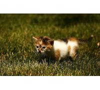 OZLHSP Adulte Puzzle 500 Piece Chatons Animaux 52x38cm