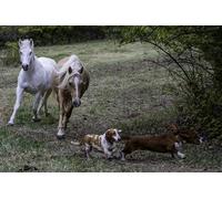 OZLHSP Adulte Puzzle 500 Piece Cheval Animal 52x38cm