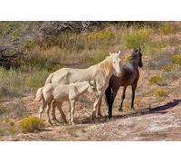 OZLHSP Adulte Puzzle 500 Piece Cheval Bébé Animal 52x38cm