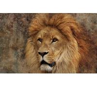 OZLHSP Beau Puzzle 1500 Pieces Lions Animal 87x57cm
