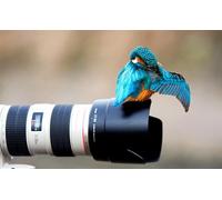 OZLHSP Beau Puzzle 500 Pieces Martin-pêcheur d'europe Animal 52x38cm