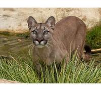 OZLHSP Cadeau Enfant Garcon Puzzle 1500 pièces Puma Grands félins Animal 87x57cm