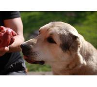 OZLHSP Cadeau Enfant Garcon Puzzle 500 pièces Berger d'Asie Centrale 52x38cm