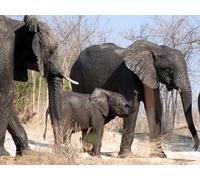 OZLHSP Cadeau Enfant Garcon Puzzle 500 pièces Éléphants avec des bébés éléphants Animaux 52x38cm